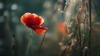 Vibrant red poppy flower blooming among wild grasses with soft bokeh background, creating atmospheric nature scene with moody lighting.