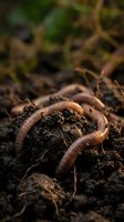 Earthworms crawling through rich dark soil in garden ecosystem for composting and sustainable agriculture practices.