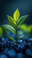 Young green plant seedling with water droplets emerging from dark soil against blurred blue background symbolizing growth, sustainability and new beginnings.
