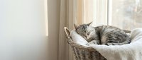 Tabby cat sleeping peacefully in a wicker basket with soft blanket near a sunny window, cozy home atmosphere, pet care and comfort.
