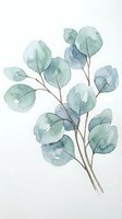 Watercolor eucalyptus branch with soft green and blue leaves on white background for botanical art, wedding invitations and natural decor projects.