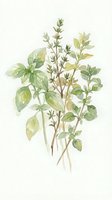 Watercolor botanical illustration of herb plant with delicate green and yellow leaves, small buds, and thin stems on isolated white background. Suitable for botanical prints, herbal product packaging, and educational materials.