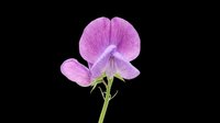 Vibrant magenta sweet pea flower with delicate petals and green stem, isolated on transparent background. Ready for clipart, t-shirt design, stickers, and print-on-demand projects.