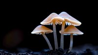 Luminous wild mushrooms glowing in dark forest environment, delicate white caps and stems creating mystical woodland atmosphere. Nature photography concept.