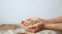 Hands holding dried chickpeas or legume seeds over wooden surface, representing agriculture, harvest, organic food production, and sustainable farming practices.