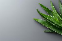 Fresh aloe vera plant leaves with spiky edges against neutral gray background, natural healing concept with copy space for wellness design.