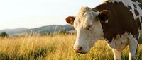 Brown and white cow grazing in a golden meadow with rolling hills and soft sky in the background, evoking rural farm life.