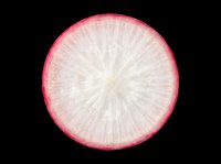 Sliced radish cross section isolated on transparent background, ready for t-shirt design, stickers, clipart, print on demand, and sublimation projects.