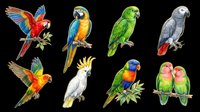 Colorful parrot collection featuring macaws, cockatoos, and parakeets isolated on transparent background. Ready for t-shirt designs, clipart, stickers, sublimation, and print-on-demand products.