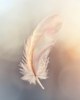 Delicate pale pink feather with soft texture against dreamy pastel background, creating ethereal atmosphere for spiritual or wellness designs.