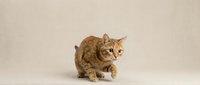 Ginger tabby cat in a playful stalking pose against a neutral beige background, capturing feline curiosity and natural hunting behavior.