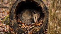 Small gray opossum resting inside hollow tree log surrounded by autumn leaves in natural forest habitat during daytime wildlife photography.