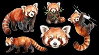 Red panda collection featuring five adorable poses isolated on transparent background, ready for t-shirt design, clipart, stickers, sublimation and print-on-demand products.