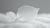 Delicate white skeleton leaves covered in frost crystals on snowy surface in soft monochrome macro photography, creating ethereal winter nature scene.