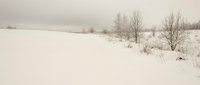 Serene winter landscape with snow-covered field and bare trees under overcast sky creating peaceful rural scenery for seasonal backgrounds and nature themes.