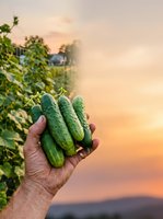 Fresh organic cucumbers held in farmer's hand at sunset in vegetable garden with greenhouse background for healthy eating and agriculture concepts.