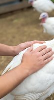 Person's hand gently touching white turkey during farm visit, demonstrating animal care and interaction. Educational content for agricultural tourism, poultry farming, and hands-on learning experiences.