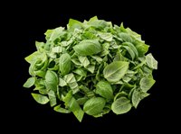 Fresh chopped basil herb pile isolated on transparent background, ready for food design, stickers, print on demand, restaurant menus, and culinary clipart use.