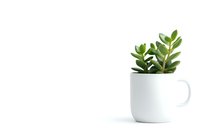 Small green succulent plant growing in white ceramic coffee mug against clean white background, minimalist home decor composition with copy space.