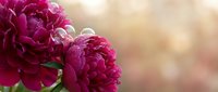 Vibrant magenta peonies with lush petals and green stems against a soft, blurred background. Suitable for floral designs, spring themes, and botanical content.