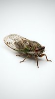 Cicada insect isolated on white background, displaying transparent wings, brown body, and detailed anatomy for educational and scientific use.