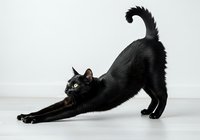 Black cat stretching in downward dog pose on white background, isolated feline ready for design projects and pet-related content.