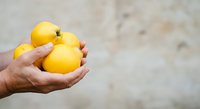 Close-up of hand holding fresh yellow lemons against neutral background. Suitable for food, health, cooking, and wellness marketing materials.