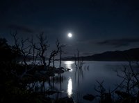 Moonlit lake with bare branches reflected in still water, creating a serene nighttime landscape for nature and atmospheric projects.