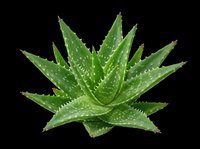 Aloe vera plant with pointed green leaves and water droplets, isolated on transparent background. Ready for t-shirt designs, clipart, stickers, print-on-demand products, and sublimation projects.