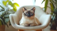 Elegant Siamese cat with blue eyes lounging in modern white chair, paws neatly tucked, surrounded by green houseplants in soft natural lighting.