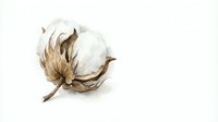 Single white cotton boll with brown sepals isolated on white background for agricultural and textile industry designs.