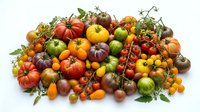 Fresh organic heirloom tomatoes in rainbow colors with green leaves isolated on white background for healthy cooking and farm market designs.