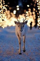 Young white reindeer walking in snow with magical bokeh lights creating dreamy winter atmosphere, festive holiday scene with glowing golden background.
