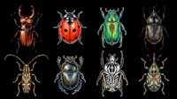 Insects collection featuring eight detailed beetles and bugs isolated on transparent background, ready for clipart, t-shirt design, stickers, print-on-demand products and sublimation projects.