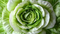 Fresh green and white iceberg lettuce close up macro shot showing detailed layered leaves pattern and natural texture of organic vegetable head.