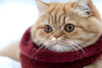 Adorable cream Persian cat wrapped in burgundy knitted scarf looking at camera with big amber eyes against light background, soft focus portrait.