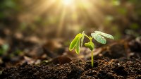 Young green seedling emerging from rich dark soil with bright sunlight rays creating warm bokeh background for growth and nature concepts.