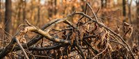 Tangled mass of dried brown vines and branches in autumn forest with golden bokeh background creating natural organic texture for seasonal designs.