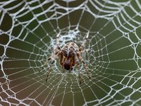Brown spider sitting in center of intricate web with morning dew drops creating natural geometric pattern against blurred green background.