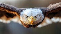 Majestic bald eagle in flight with intense gaze and spread wings captured in close-up view showing detailed feathers and fierce expression against blurred background.