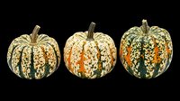 Trio of decorative speckled gourds isolated on transparent background, ready for fall clipart, stickers, T-shirt design, sublimation, and print on demand projects.