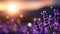 Purple lavender flowers blooming in golden sunset light with soft bokeh background creating dreamy romantic atmosphere for wellness and relaxation themes.