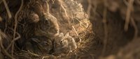 Wild rabbit mother with newborn babies in natural nest among dried grass and twigs in woodland habitat during spring season.