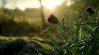 Spiky thistle plant silhouette against golden sunset light with bokeh background. Close up of wild thorny flower bud and leaves in nature during magic hour.