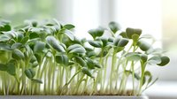 Fresh microgreens growing on windowsill, young green sprouts with cotyledon leaves showing healthy growth in natural light.