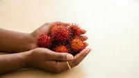Hands holding fresh rambutan fruits with spiky red and orange skin, displaying tropical produce for culinary, food, and agriculture marketing purposes.