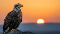 Majestic eagle perched on rock during golden sunset, powerful raptor bird silhouetted against warm orange sky, wildlife photography concept for nature themes.