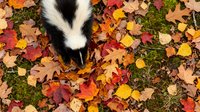 Adorable skunk kit exploring colorful autumn leaves on forest floor. Wildlife photography perfect for nature education and seasonal content.