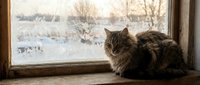 Tabby cat with long fur sitting on windowsill looking out at snowy winter landscape through glass pane, cozy indoor scene.