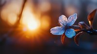 Delicate white cherry blossom with water drops illuminated by golden sunset light, macro photography with soft bokeh background and dark moody atmosphere.